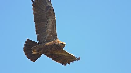 Küçük orman kartalı