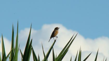 European Stonechat
