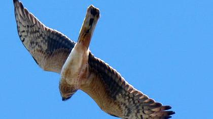 Pallid Harrier