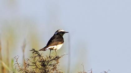Kıbrıs kuyrukkakanı