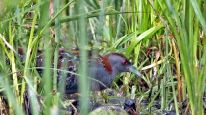 Baillon`s Crake