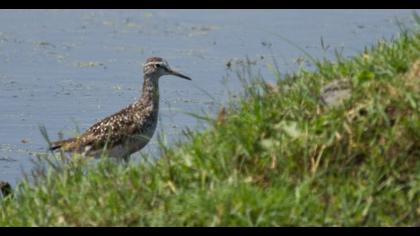 Orman düdükçünü