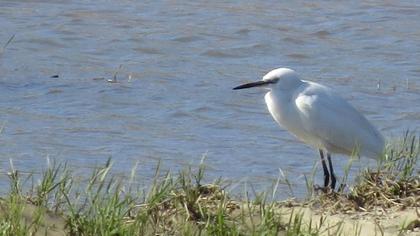 Küçük ak balıkçıl
