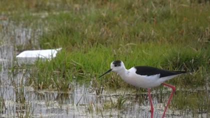 Black-winged Stilt