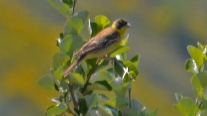 Black-headed Bunting