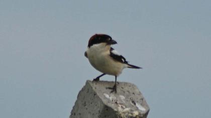 Woodchat Shrike