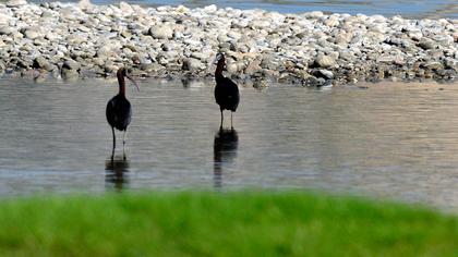 Glossy Ibis