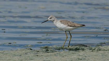 Bataklık düdükçünü