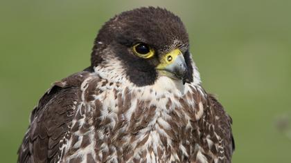 Peregrine Falcon