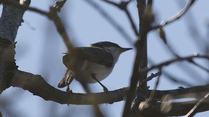 Küçük akgerdanlı ötleğen