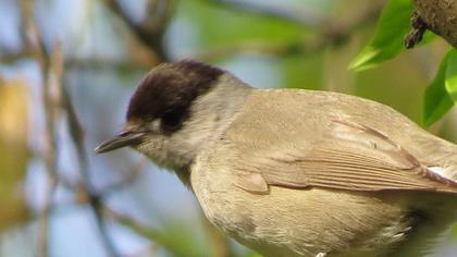 Karabaşlı ötleğen