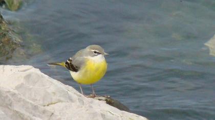 Dağ kuyruksallayanı