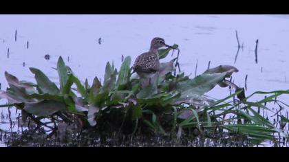 Orman düdükçünü