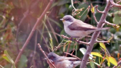 Bıyıklı ötleğen