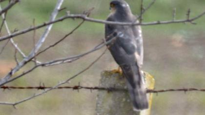 Eurasian Sparrowhawk