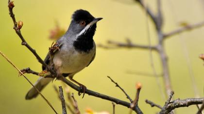 Karaboğazlı ötleğen