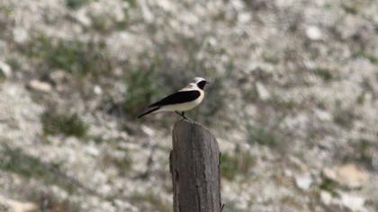 Karakulaklı kuyrukkakan