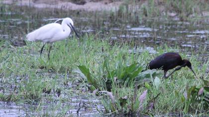 Küçük ak balıkçıl
