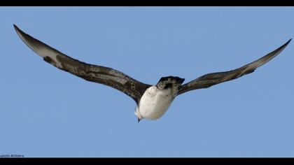 Pomarine Jaeger