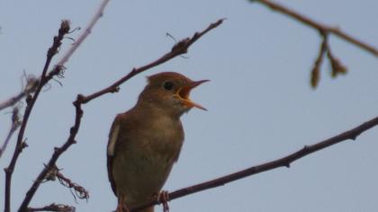 Common Nightingale