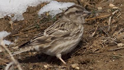 Rock Sparrow