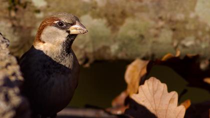 House Sparrow
