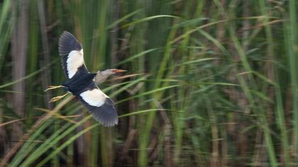 Little Bittern