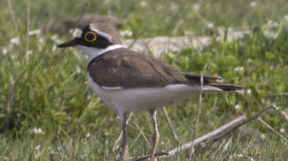 Little Ringed Plover