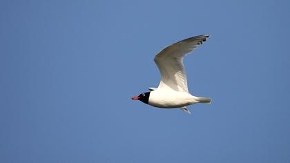 Mediterranean Gull