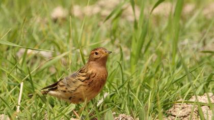 Kızılgerdanlı incirkuşu