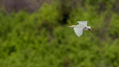 Western Cattle Egret