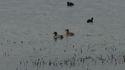 Mallard