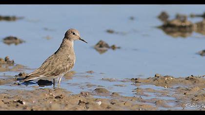 Temminck`s Stint