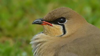 Bataklıkkırlangıcı