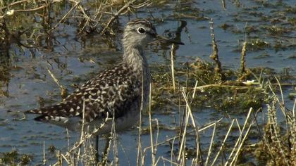 Orman düdükçünü