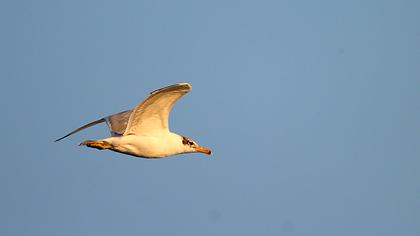 Büyük karabaş martı