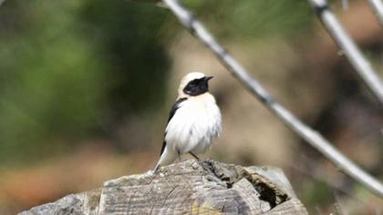 Karakulaklı kuyrukkakan