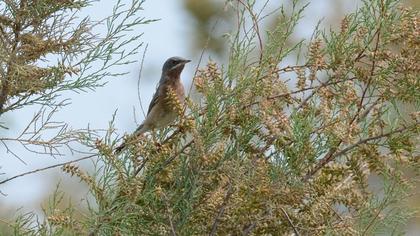 Bıyıklı ötleğen