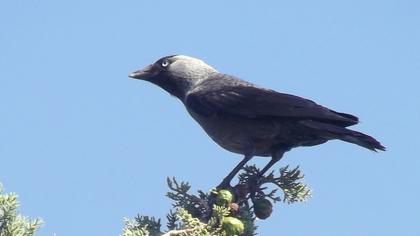 Western Jackdaw