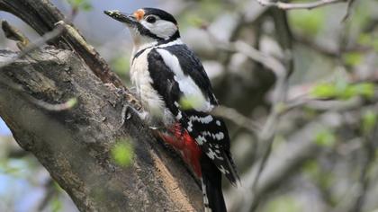 Orman alaca ağaçkakanı