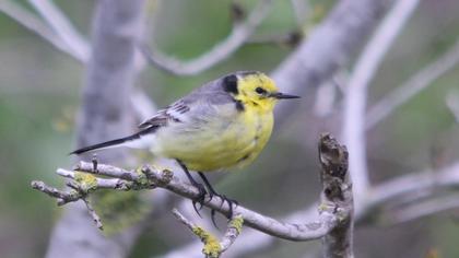 Sarıbaşlı kuyruksallayan