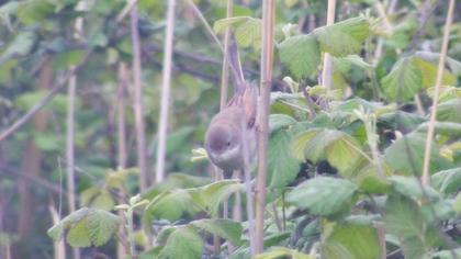 Akgerdanlı ötleğen