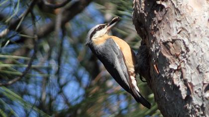 Eurasian Nuthatch