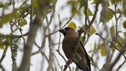 Hawfinch