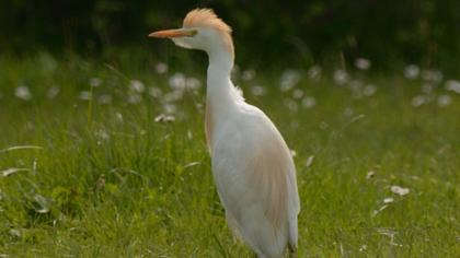 Sığır balıkçılı