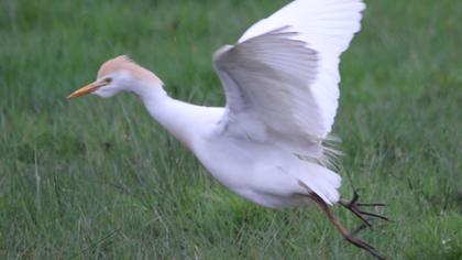 Sığır balıkçılı