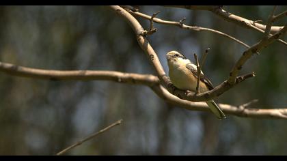 Maskeli örümcekkuşu