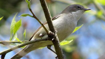 Küçük akgerdanlı ötleğen