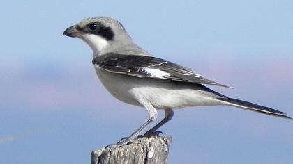 Karaalınlı örümcekkuşu