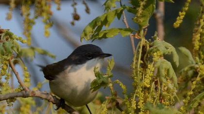 Küçük akgerdanlı ötleğen